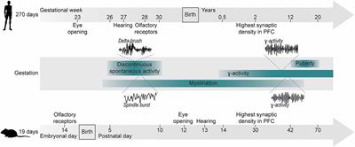 Neuronal oscillations: early biomarkers of psychiatric disease?